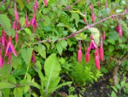 Fuchsia Mag. röd/blå