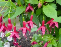 Fuchsia Flash